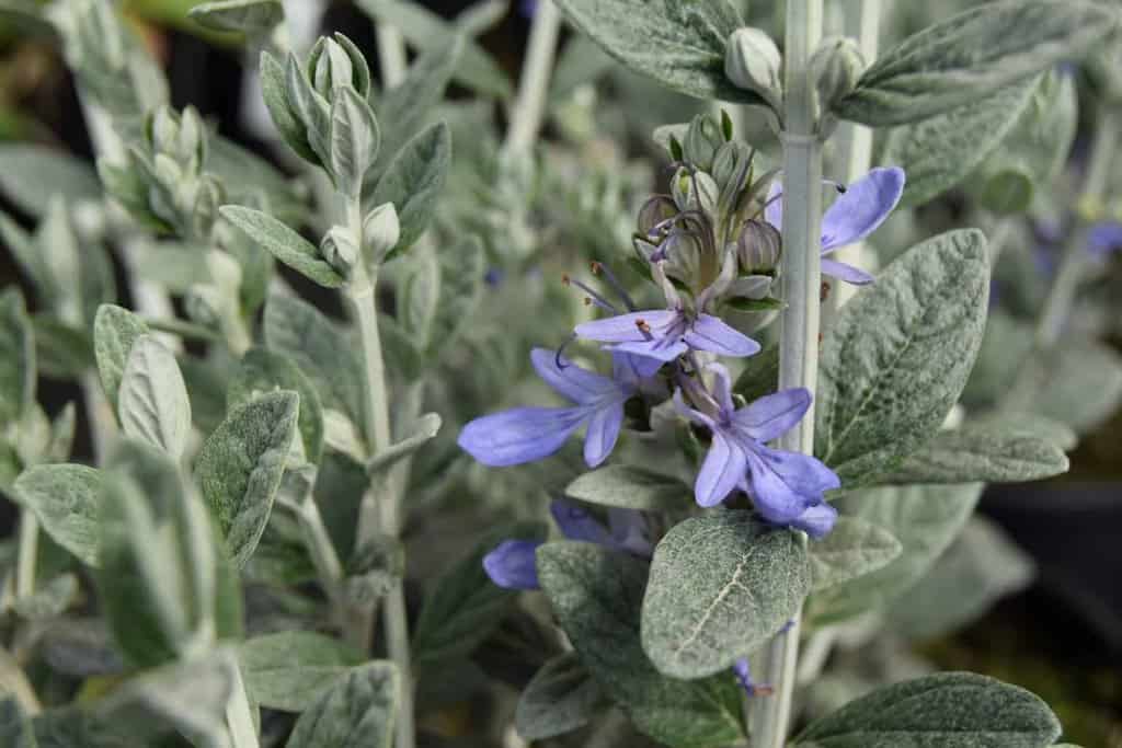 Teucrium fruticans 'Compactum' 80-100 cm